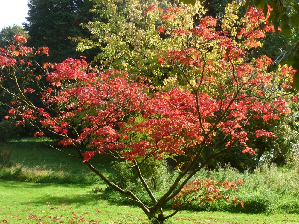 Cheshire Gardens Trust - Visits, Walks and Talks